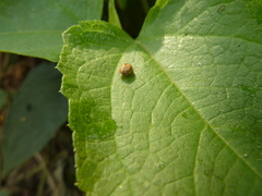 Coccinellidae