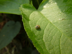 Coccinellidae