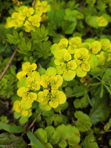 Alternate-leaved Golden Saxifrage