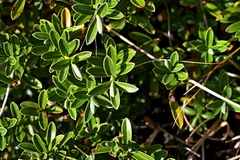 Veronica cryptomorpha