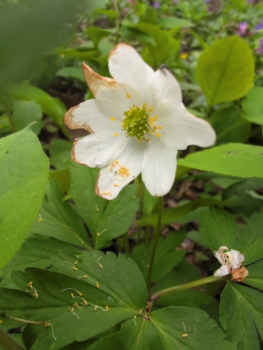 wood anemone