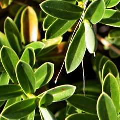 Veronica cryptomorpha