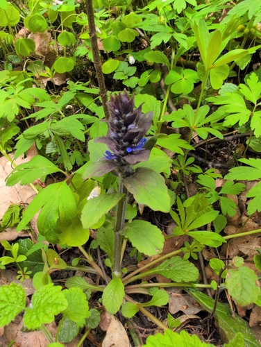 carpet bugle