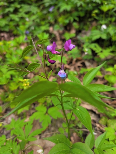 spring vetch