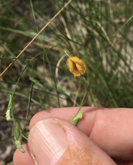 Zornia dyctiocarpa