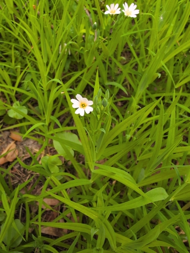 greater stitchwort