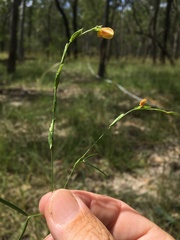 Zornia dyctiocarpa