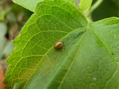 Coccinellidae