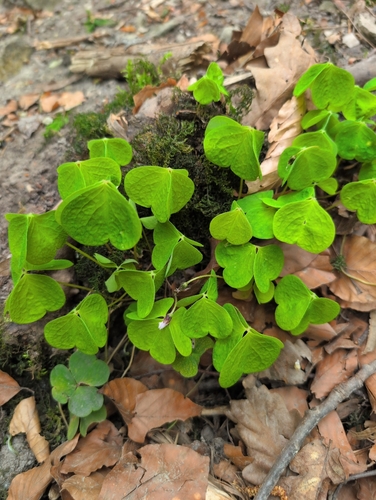 European wood-sorrel