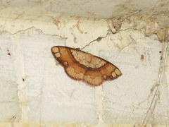Pylargosceles steganioides