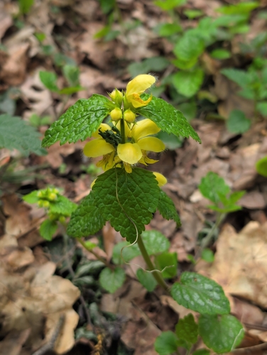 yellow archangel