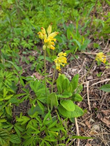 Cowslip