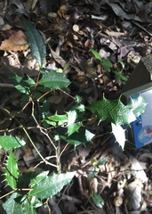 Graptophyllum ilicifolium