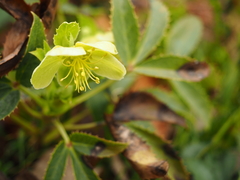 Helleborus lividus