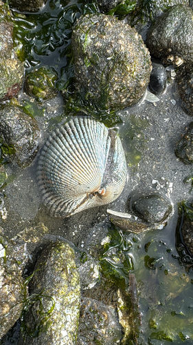 Clinocardium nuttallii