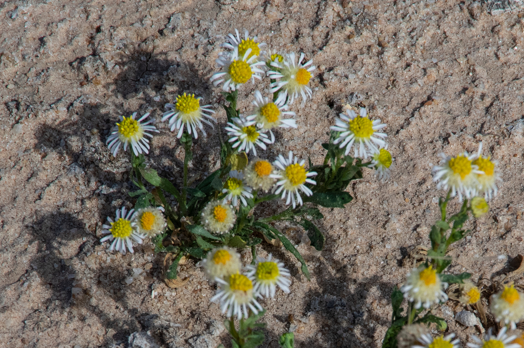 many-stemmed burr-daisy