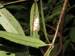 Cyana interrogationis