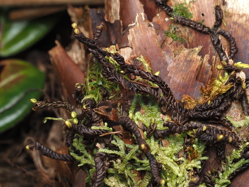Leptoscyphus physocalyx