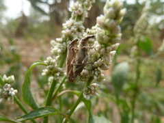 Curculionoidea