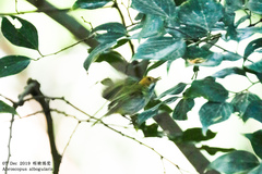 Abroscopus albogularis