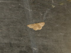 Idaea ptyonopoda