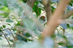 Abroscopus albogularis