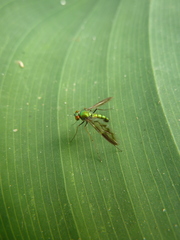 Dolichopodidae