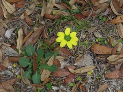 Berlandiera subacaulis