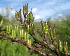 Delphinium retropilosum