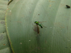 Dolichopodidae