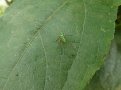 Dolichopodidae