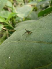 Dolichopodidae