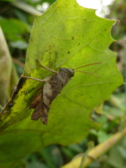 Caelifera