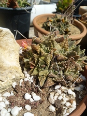 Faucaria