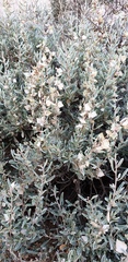 Atriplex vesicaria