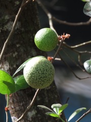 Amphibolips quercuscinerea