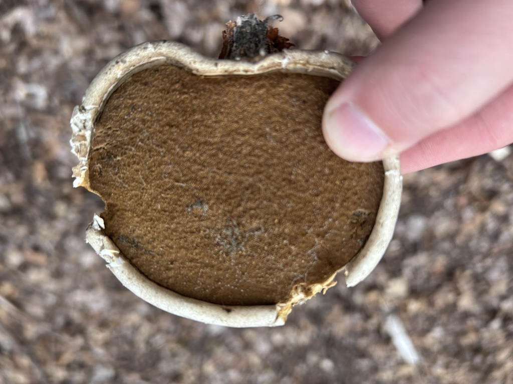 Fomitopsis betulina · April 2026 · photo: © gutenfrog (iNaturalist, cc-by)