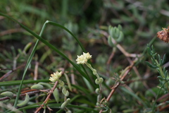 Crassula mesembryanthoides