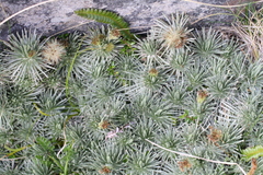 Celmisia sessiliflora