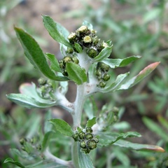 Gnaphalium rossicum