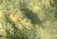 Diodon holocanthus image
