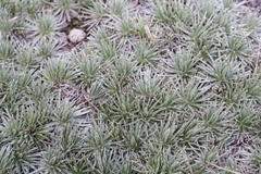 Celmisia sessiliflora