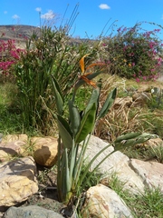 Strelitzia reginae reginae