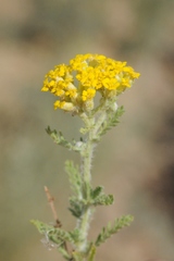 Achillea micrantha