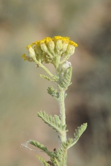 Achillea micrantha