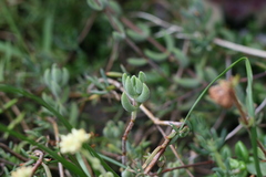 Crassula mesembryanthoides