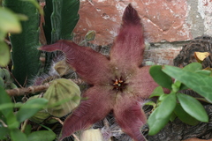 Stapelia grandiflora