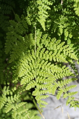 Hypolepis millefolium