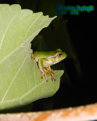 Hyla orientalis