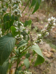 Lepidoptera